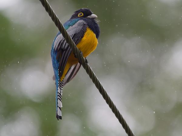 Goulds trogon (Trogon caligatus)